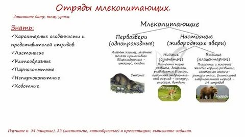 Вымершие отряды млекопитающих