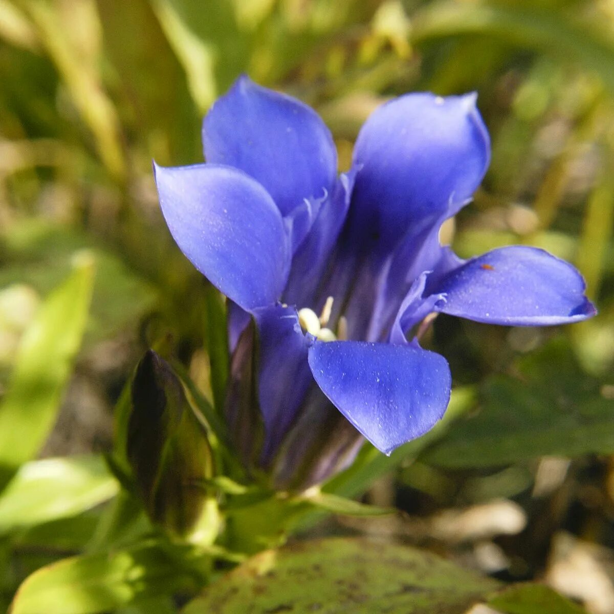 Горечавковые. Горечавка. Гентиана Блау. Семейство Горечавковые (Gentianaceae). Горечавка Горечавкоцветные.