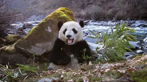 Wild pandas
