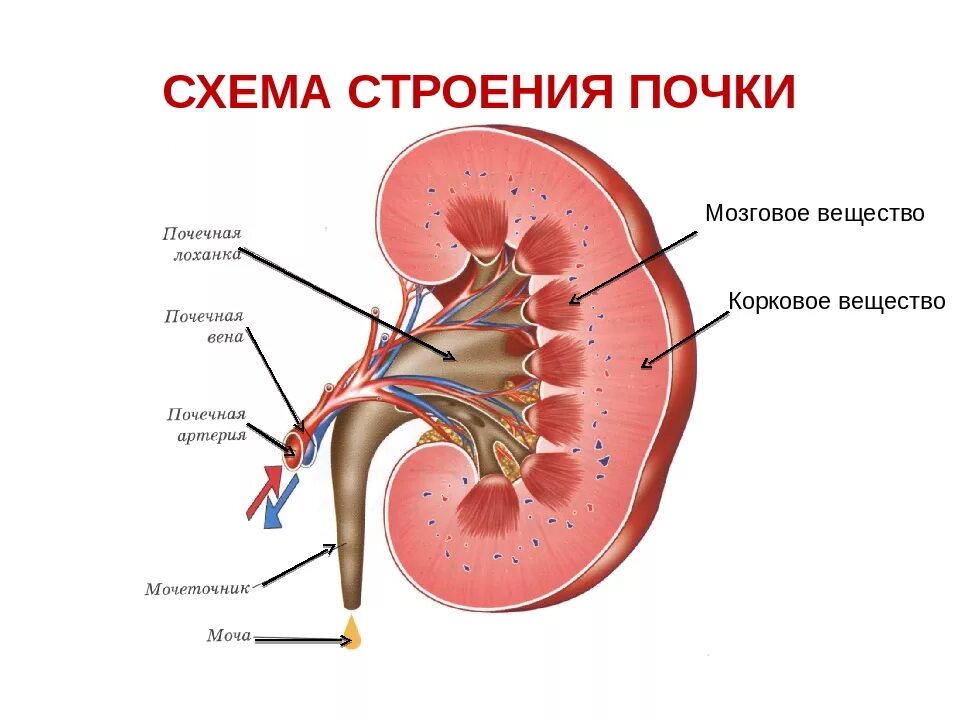 Из чего состоит почка