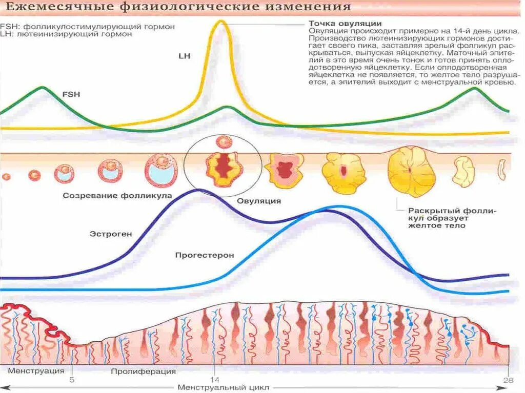 Фазы менструального цикла схема. Менструальный цикл гормоны схема. Фазы менструационного цикла и гормоны. Менструальный цикл схема анатомия. Может ли во время месячных быть овуляция