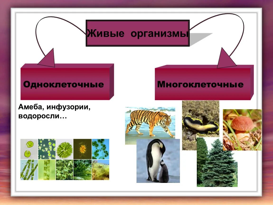 Назовите уровни организации многоклеточного организма. Одноклеточные и многоклеточные организмы. Многоклеточные живые организмы. Одноклеточные и многоклеточные растения. Однаклечние и много клеточние организми.