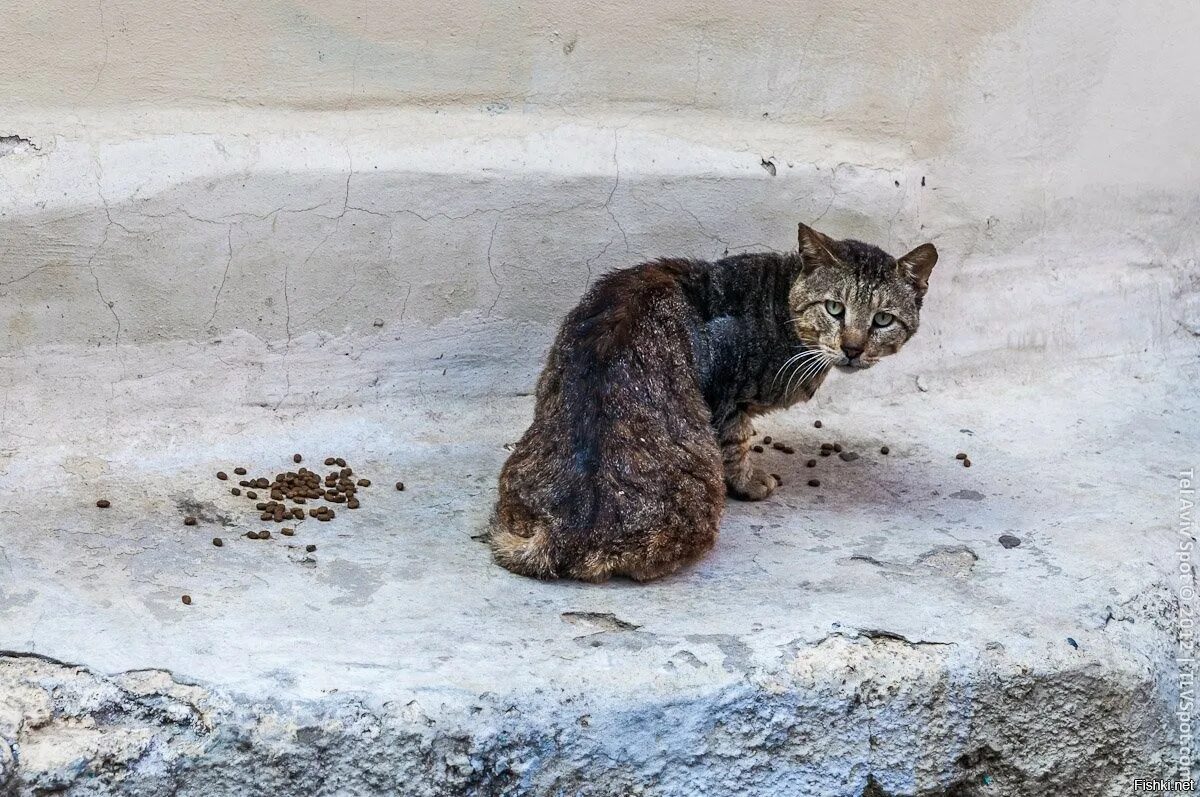 Бездомный кот. Брошенные коты. Каждый обитатель квартиры в которой жил