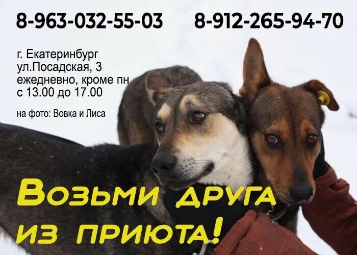 Фото с приюта хати. Приют для животных беликовой. Забери друга из приюта. Приют собак в деревня ветчи. Воронежский приют для собак.