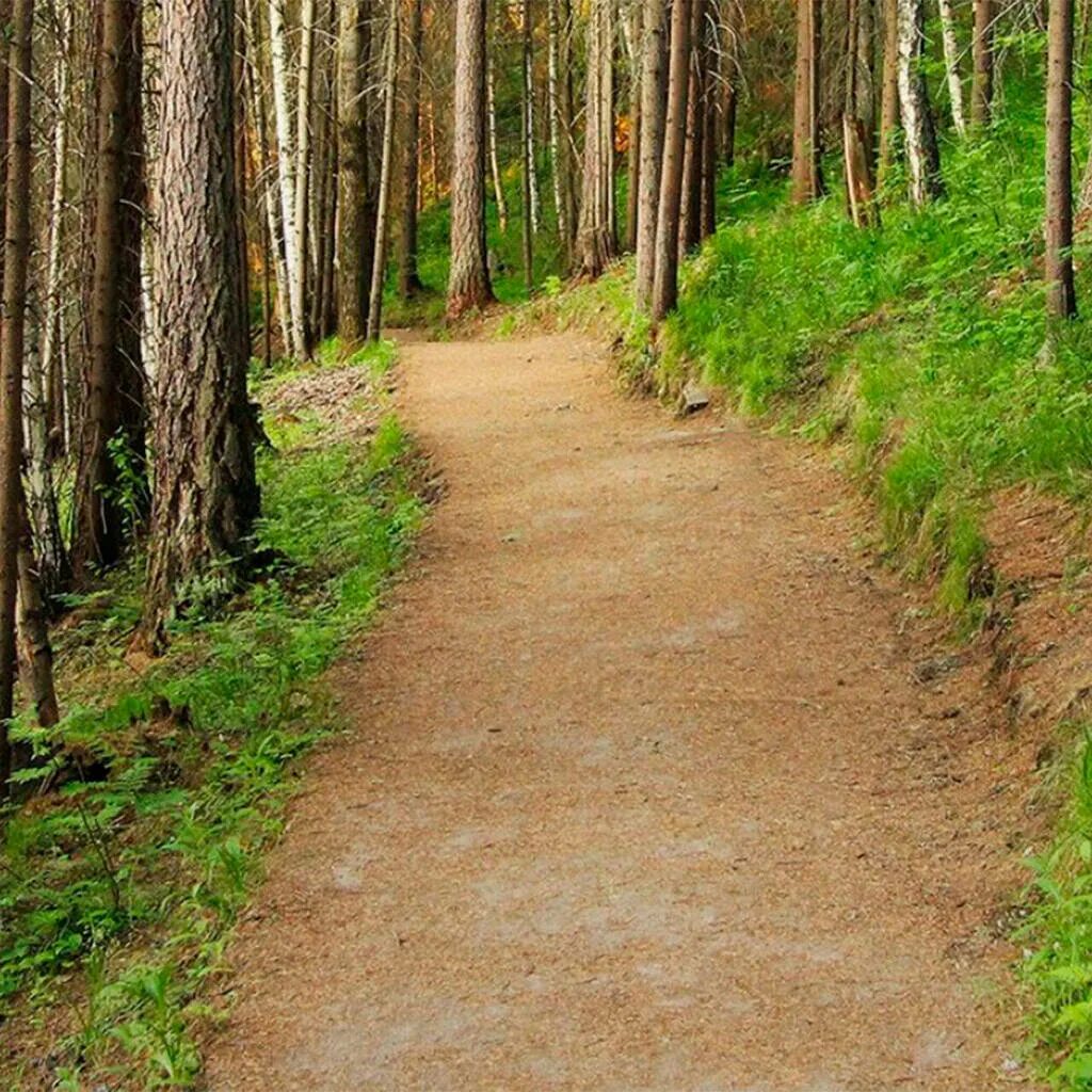 Агрессивные среды природа картинки. Увидеть лес. Петра лес. Увидеть лес. Лес петра первого.