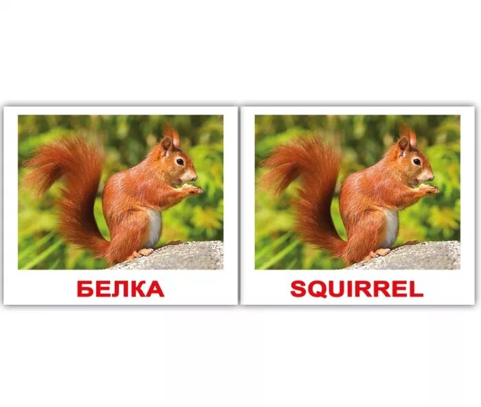 Белочка на английском. Карточка squirrel. Белочка на английском. Белка карточка на английском. Карточки с английскими словами животные.