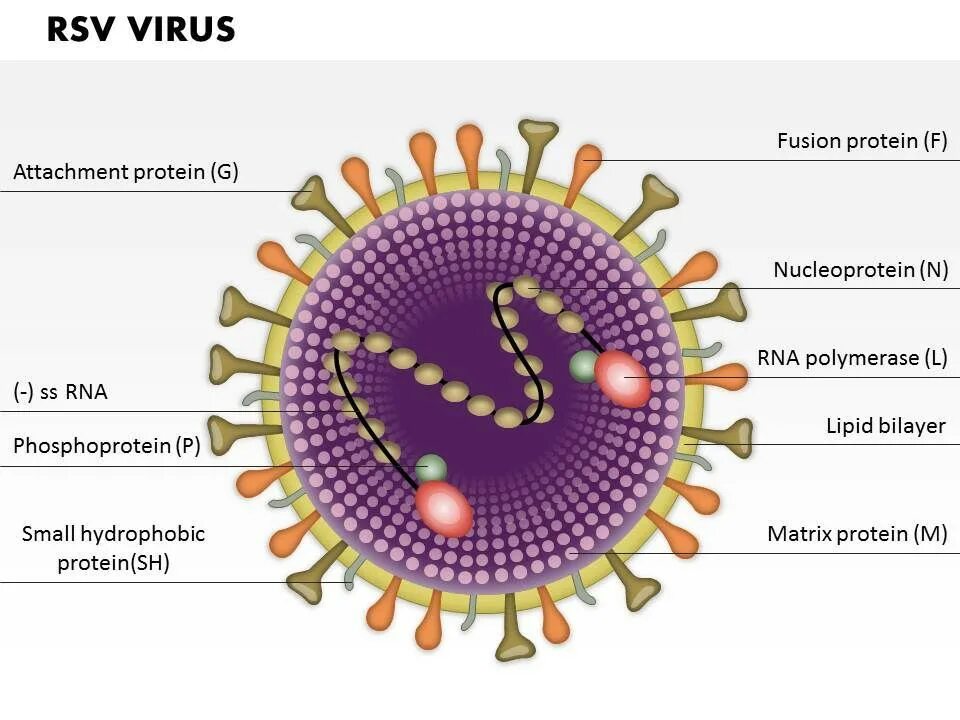 Syncytial virus. Респираторно-синцитиальный вирус Вирион. Структура респираторно-синцитиального вируса. Вирус РСВ строение.