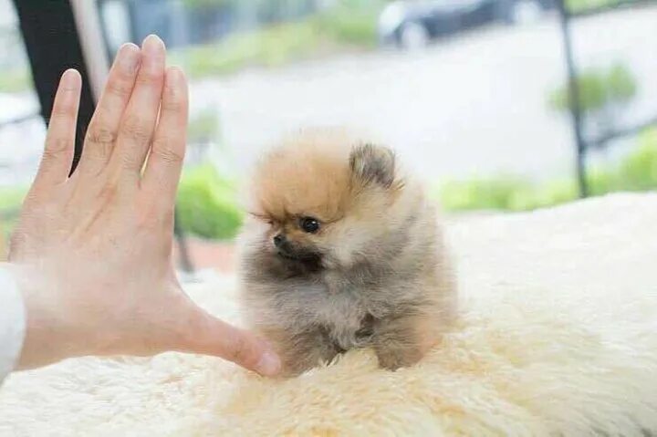 Микро померанский шпиц белый. Померанский шпиц корейский. Корейский микро шпиц. Шпиц померанский медвежьего. Супер мини шпиц микро.