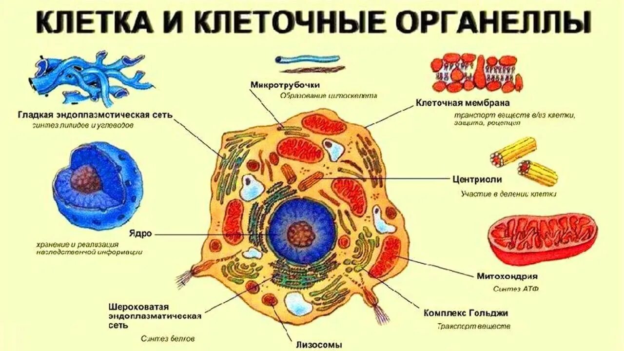 Биологическая клетка является. Клетка как биологическая система. Клетка биолого. Биологическая клетка строение. Биосистема клетка.