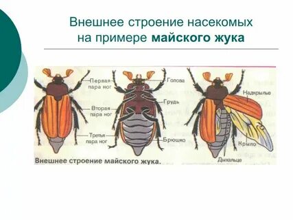 Майский жук покров тела