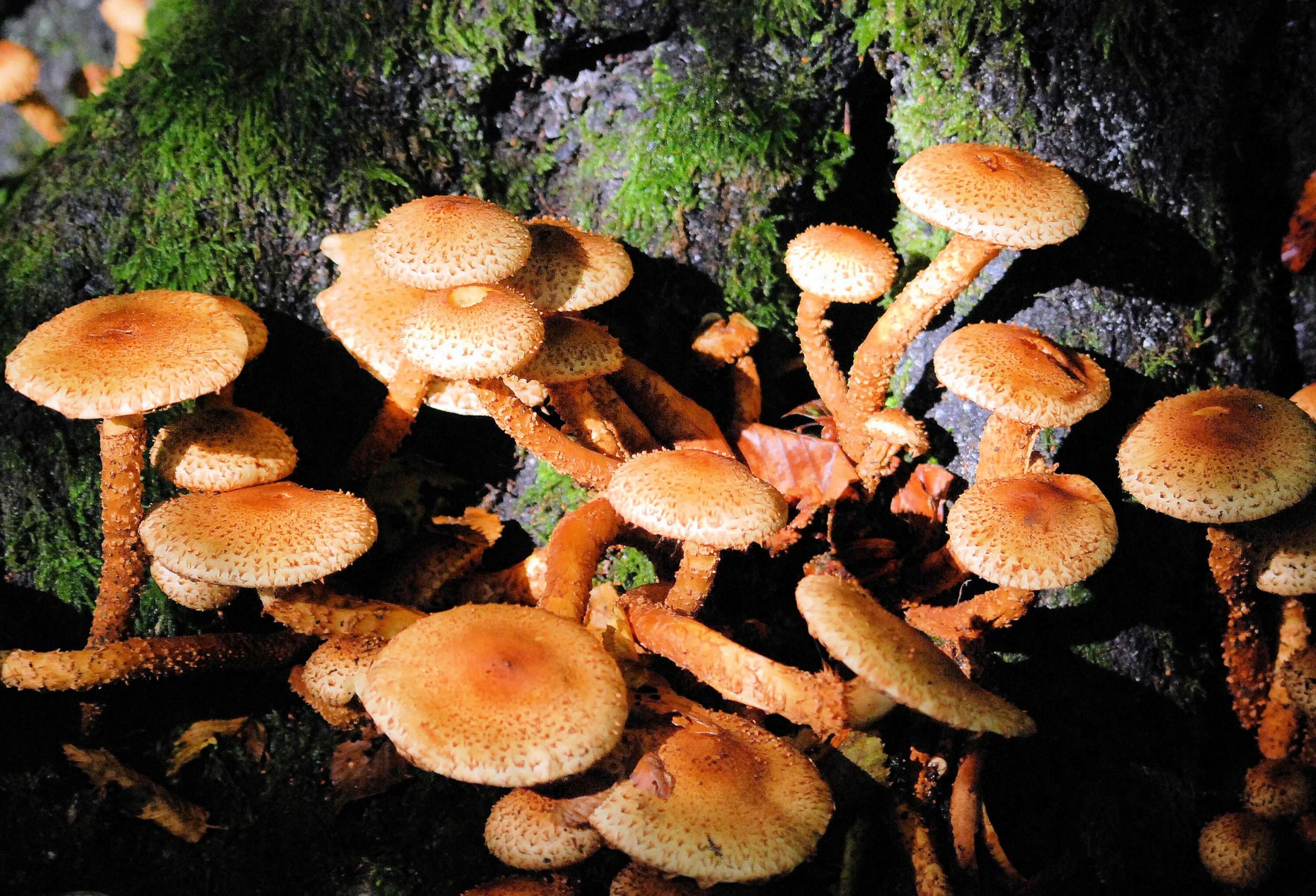 Грибы это. Грибы fungi. Съедобные грибы фотоложноопёнок. Гриб фри. Съедобные грибы амазонки.