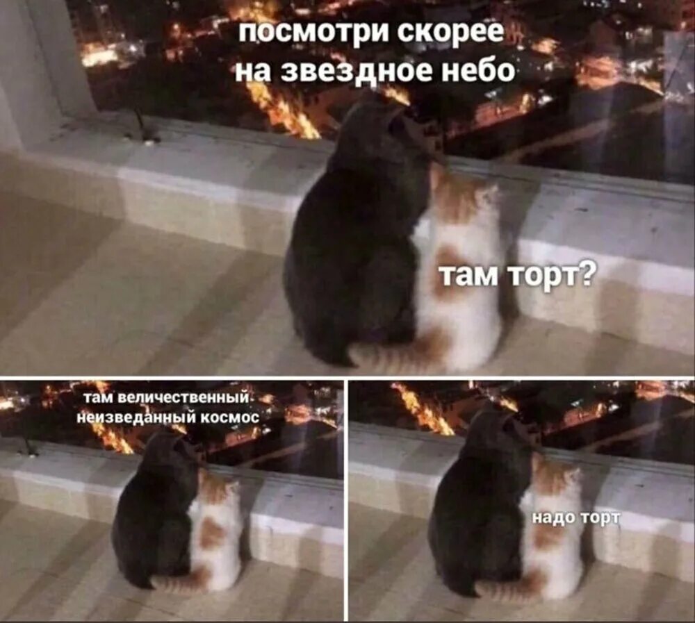 А что там надо сказать. Афоризмы прикольные. Анекдоты про кошек. Кот задумался. Анекдоты самые смешные.