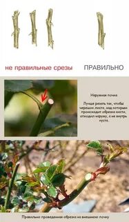 Чем обработать срез розы