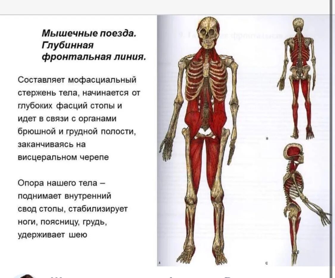 Плакаты Томаса Майерса анатомические поезда.