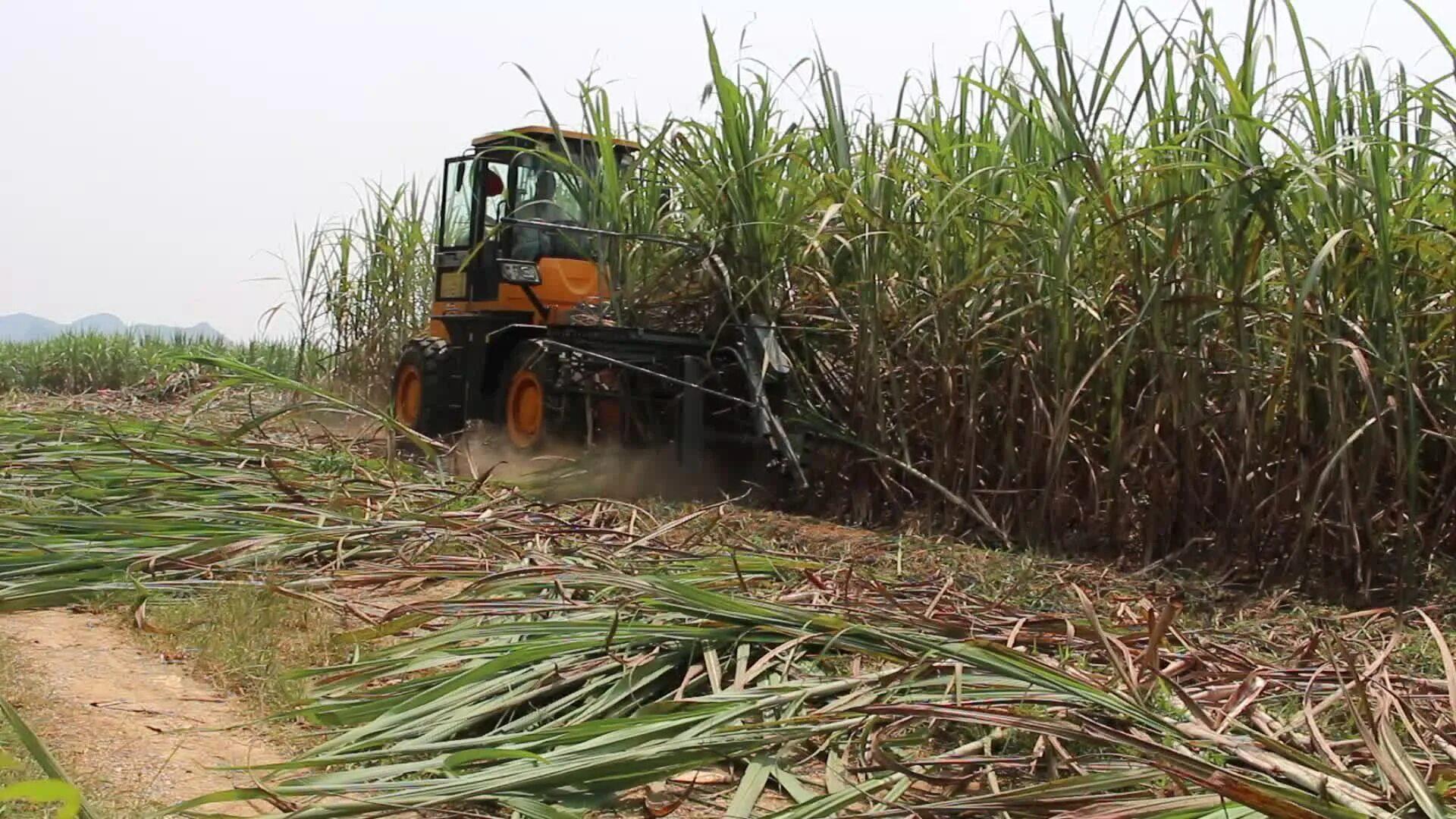 Куба сахарный тростник плантации. Фиджи сахарный тростник. Плантация сахарного тростника в Индии. Сахарный тростник в Бразилии.