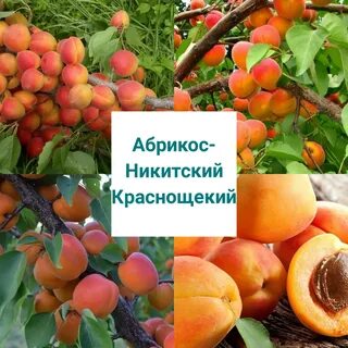 Сорта абрикосов краснощекий