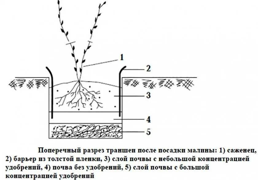 Предлагать способ пересадки деревьев. Траншея для малины схема. Посадка ремонтантноц машины схема. Посадка малины осенью саженцами схема. Траншейный метод посадки малины.