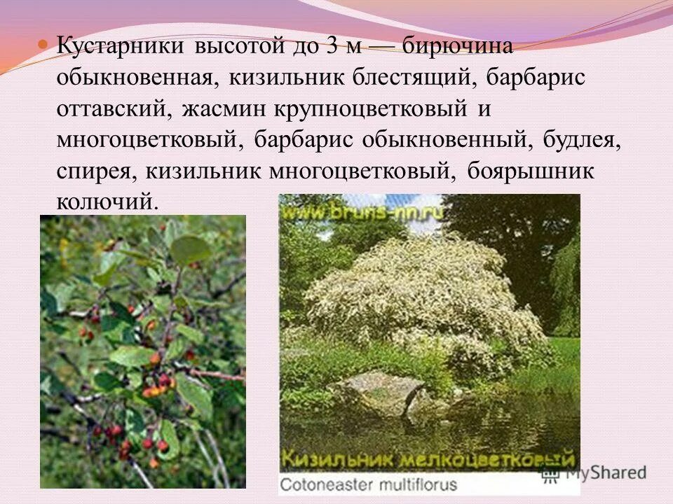 кизильник живая изгородь высота. сирень красавица москвы высота куста. бирючина обыкновенная волчьи ягоды. дерен элегантиссима. волжанка осенью.