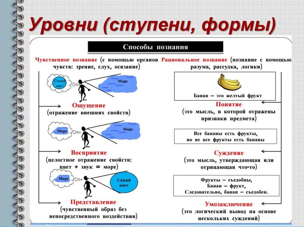 Исходным элементом чувственного. Ступени и формы познания. Формы познания и ступени познания. Уровни ступени познания. Познание виды познания.