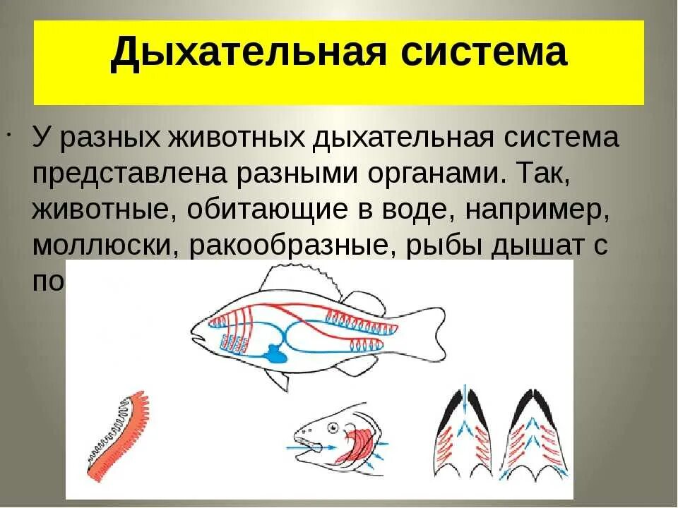 Процесс дыхания животных. Дыхательная система животных. органы дыхания рыб. органы дыхательной системы у рыб. строение дыхательной системы рыб.