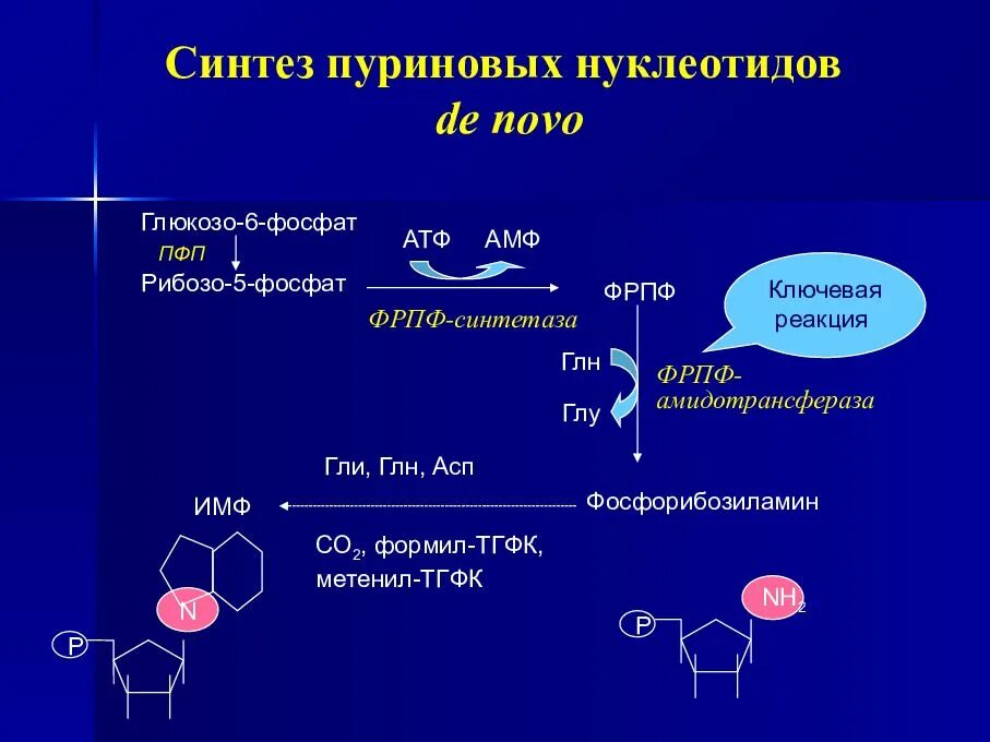 Синтез пуринового кольца биохимия. Синтез ИМФ из рибозо 5 фосфат. Синтез ИМФ схема. Синтез ИМФ биохимия.