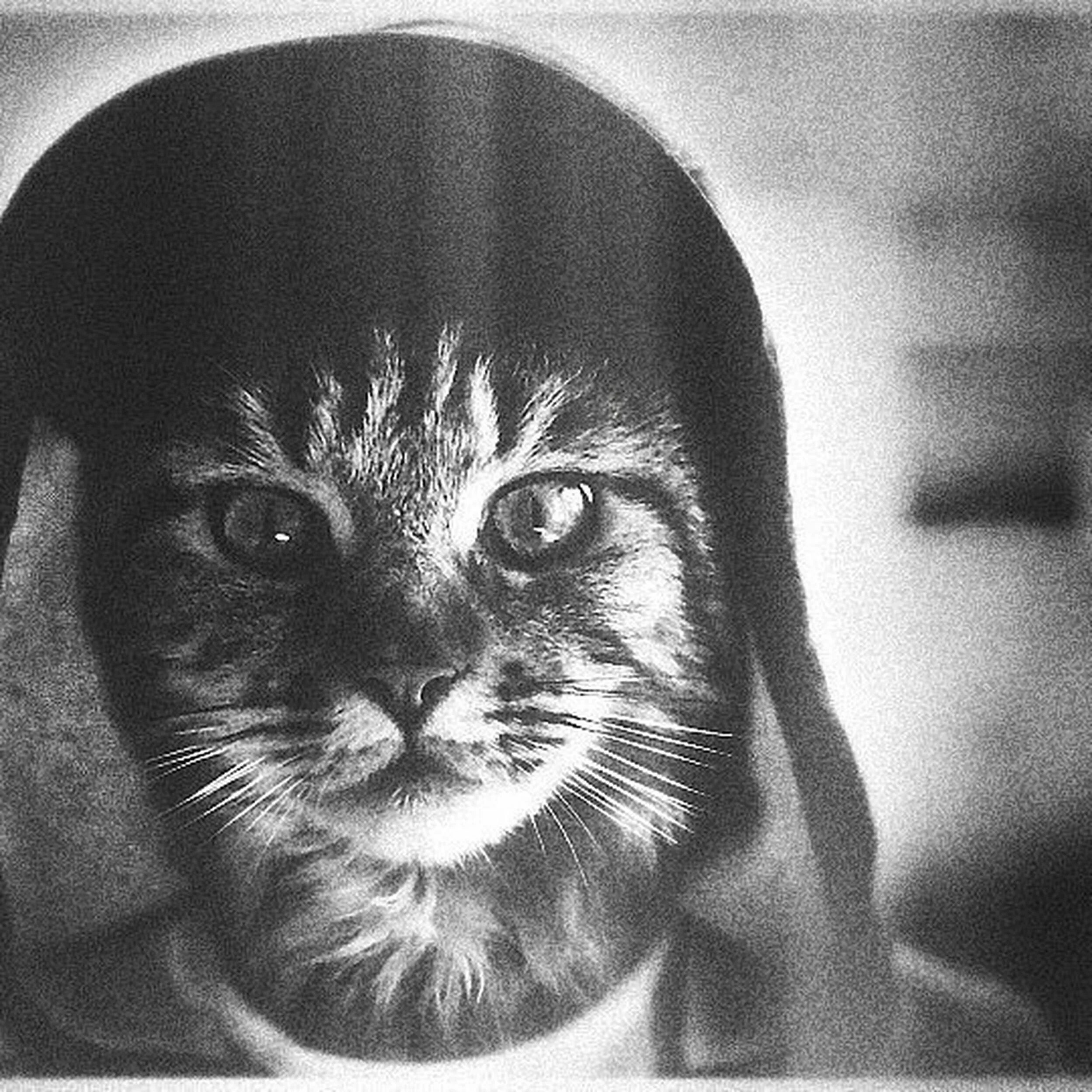 Изображение было четким. Кот в капюшоне. Редкие авы. Аватар кот. Котенок в капюшоне.