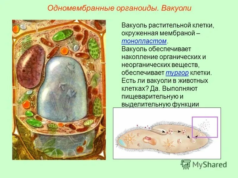 Органоид растительной клетки вакуоль. В животных клетках есть вакуоли. У растительной клетки есть вакуоли. Вакуоль тонопласт. Вакуоль деление клеток