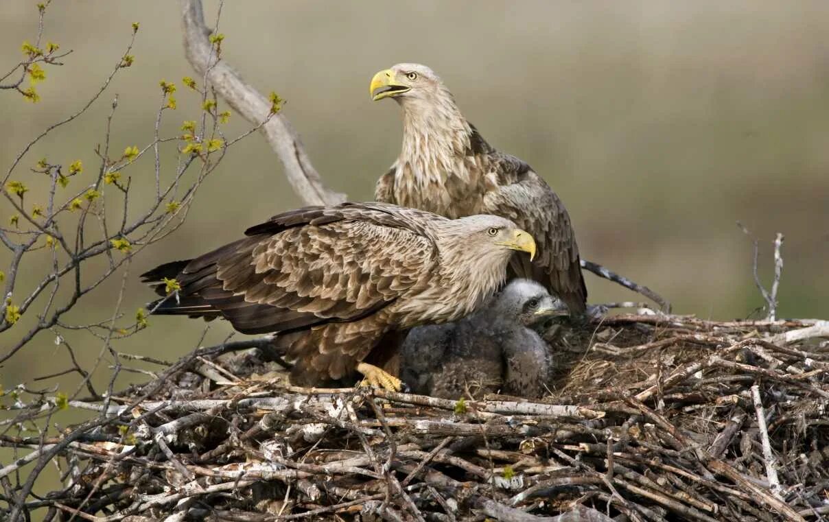 Орлан-белохвост. Орлан-белохвост Haliaeetus albicilla. Орлан-белохвост Haliaeetus albicilla (Linnaeus, 1758). Заповедник Нургуш Орлан белохвост. Среда обитания орла биология