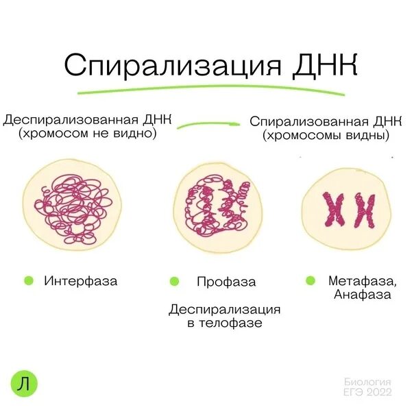 Стадии спирализации хромосом. Спирализация хромосом. Деспирализация хромосом. Спирализация и деспирализация хромосом. Деспирализация двухроматидных хромосом.