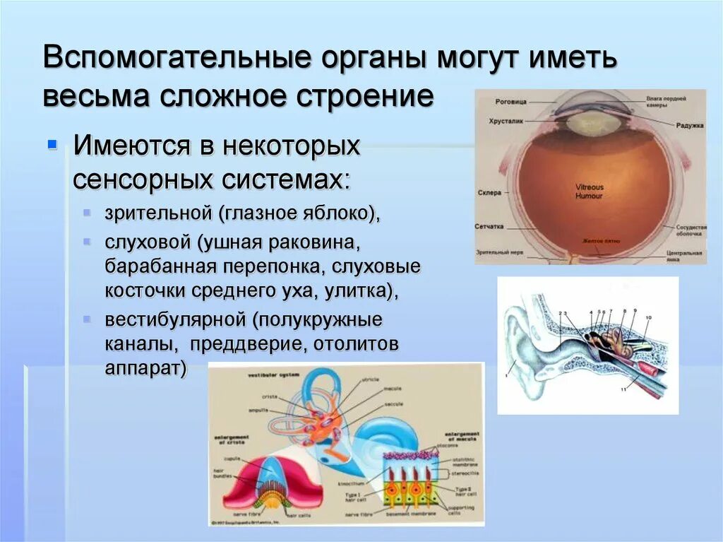 Сенсорные системы обеспечивают. Органы сенсорной системы. Строение сенсорных органов. Сенсорная система анатомия. Вспомогательные органы.