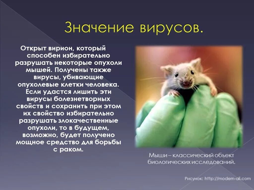 Значение вирусов таблица. Значение вирусов в природе. значение вирусов для человека. биологическое значение вирусов. значение вирусов биология.