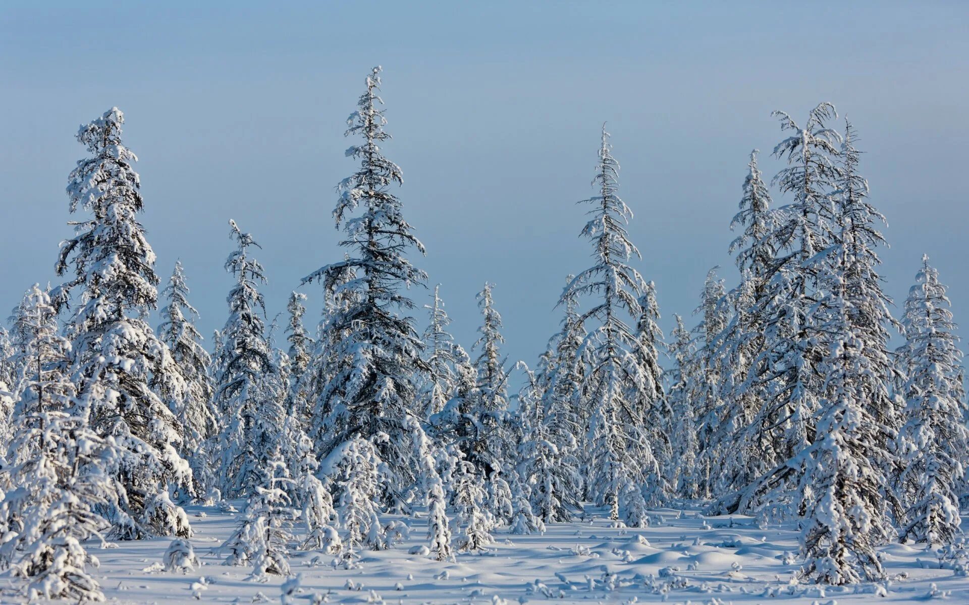 Погодные ели. Якутия зимой. Природа Якутии зимой. Зимняя Тайга. Тайга зимой.