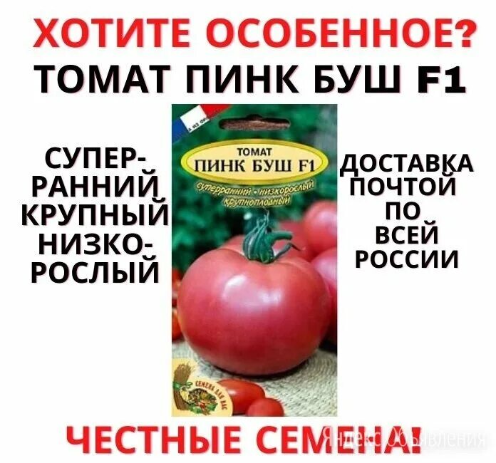 томат пинк буш f1 семена. пинк буш f1. томат пинк буш f1 семена. томат пинк буш характеристика и отзывы. рассада томат пинк буш f1.