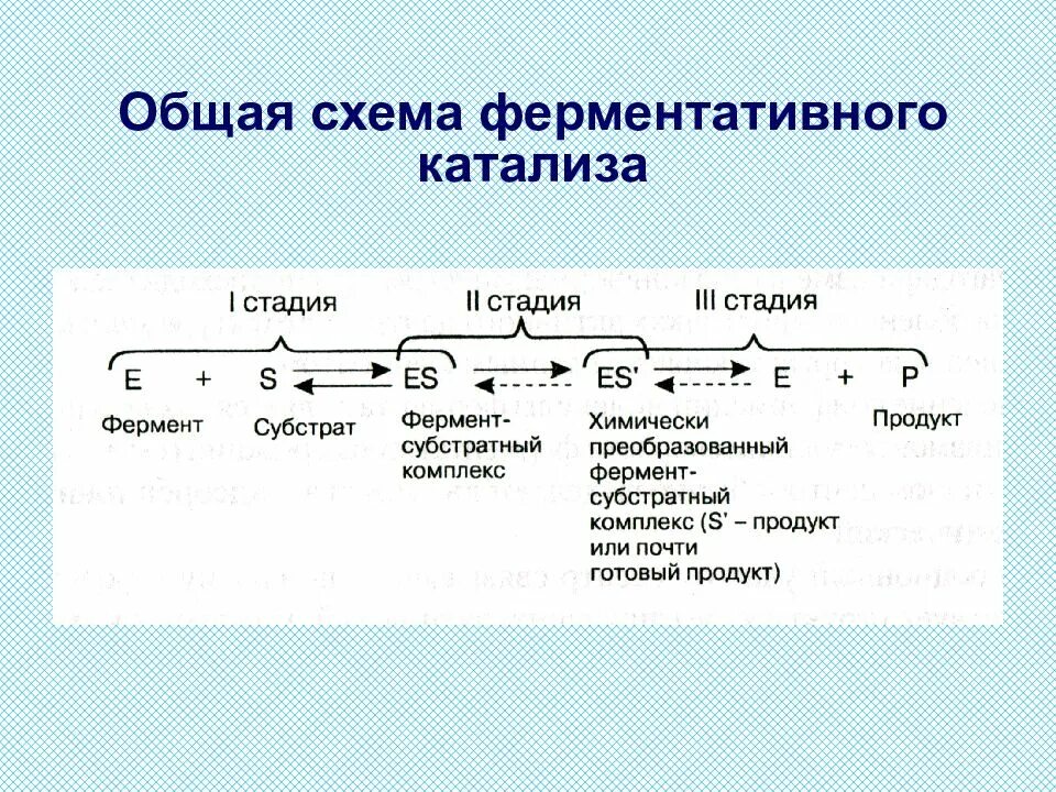 Катализ ферментов. Общая схема катализа. Ферментативный катализ. Схема ферментативного катализа. Этапы ферментативного катализа биохимия.