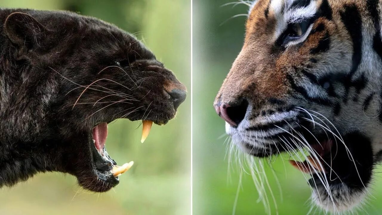 Ягуар леопард Пума. Пантера против тигра. Тигры леопарды львы пантеры. Тигры Ягуары и пантера.