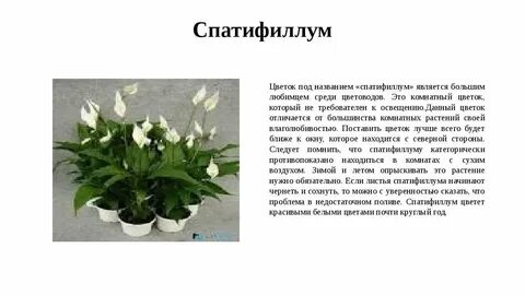 Спатифиллум приметы