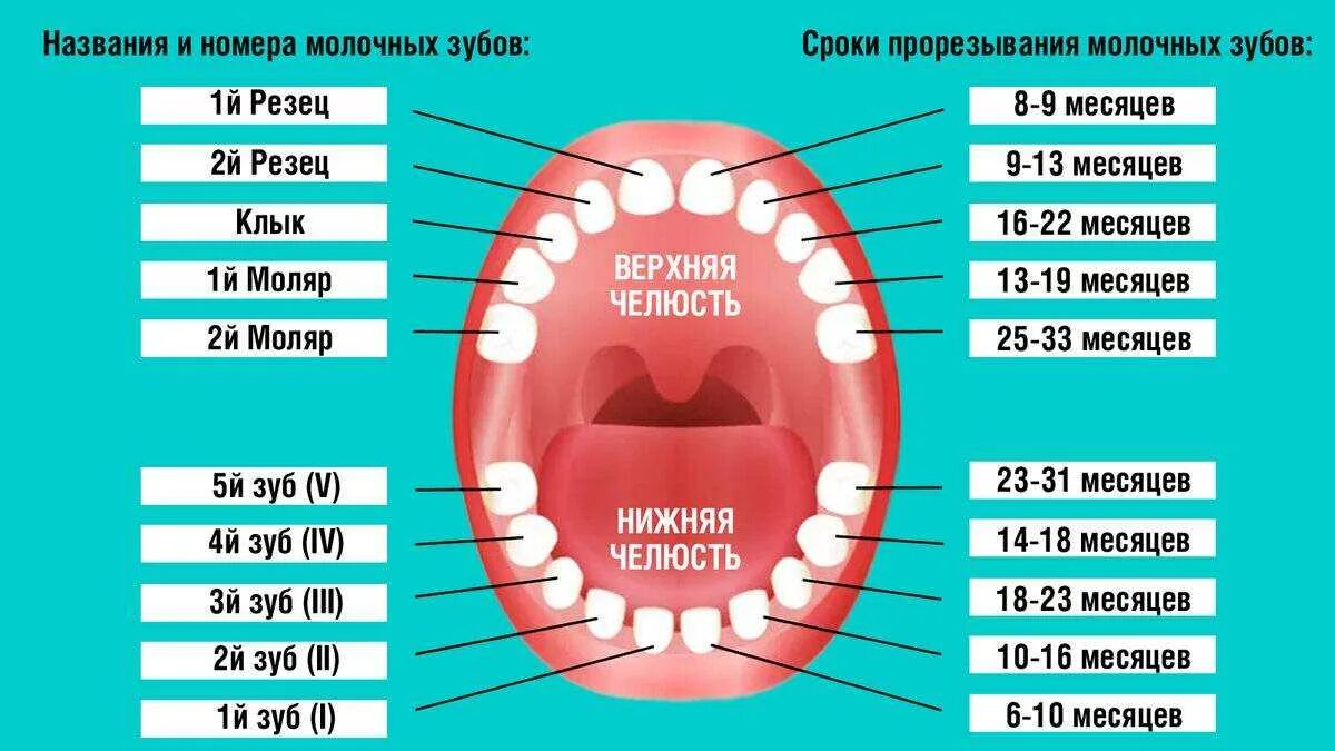 Почему выпадают зубы у взрослого. Коренные зубы порядок прорезывания. График прорезантя коренных зубов. Зубы у детей порядок прорезывания и Возраст молочные зубы. Порядок прорезывания постоянных зубов схема.