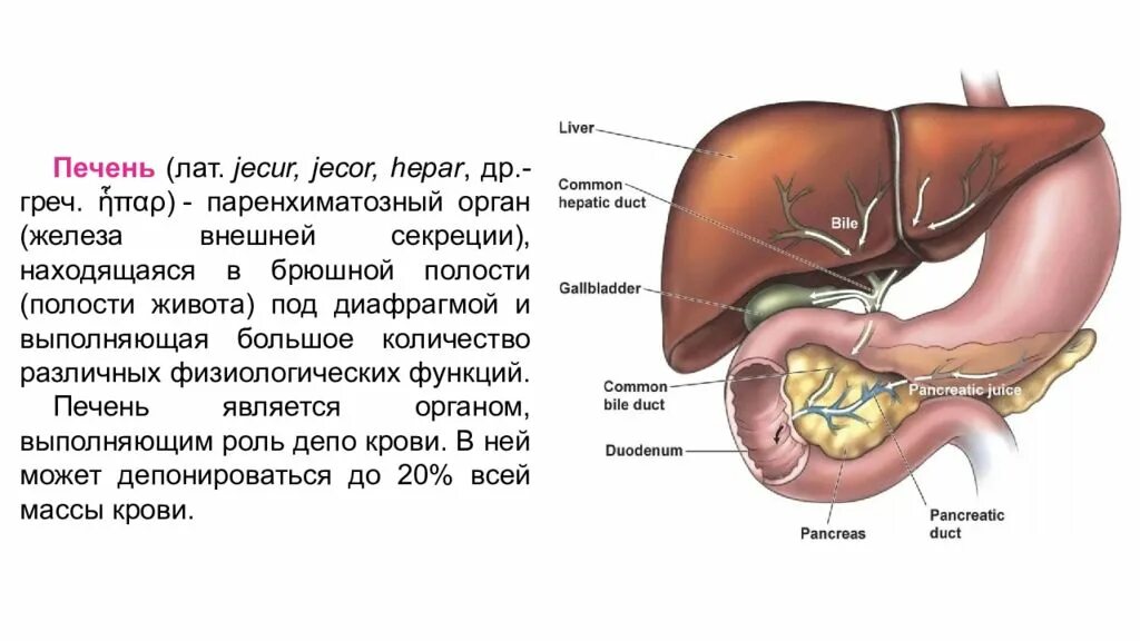 Печень и брюшина анатомия. Органы брюшной полости желчный пузырь. Печень HEPAR анатомия. Печень поджелудочная железа желчный пузырь анатомия человека. Печень внутренняя железа