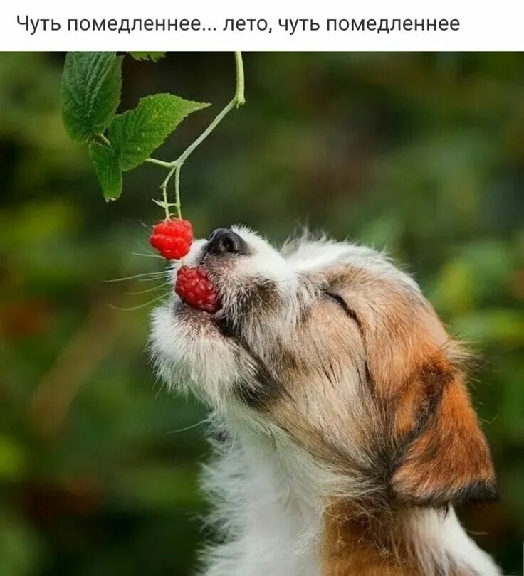 Introducing A New Dog To Your Home & Resident Cat - CatTime Cute cats and dogs, 
