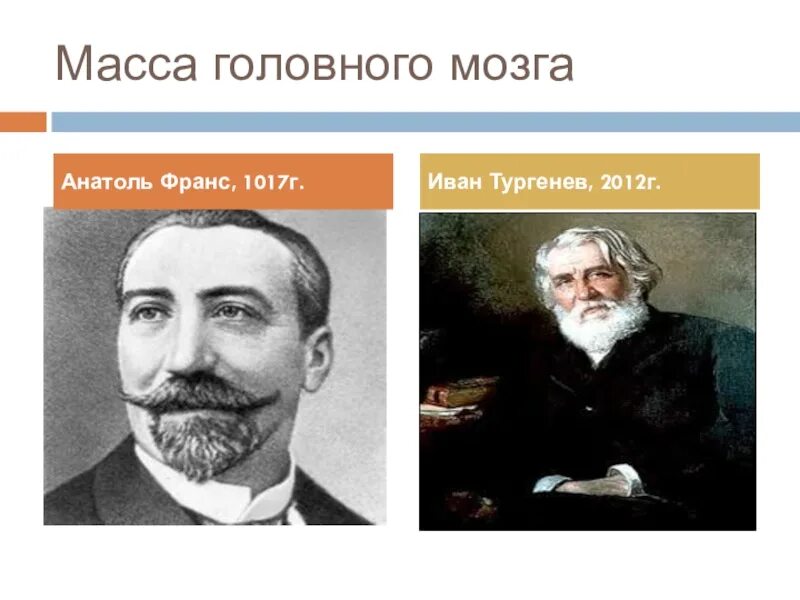 Мозги тургенева. Анатоль франс объем мозга. мозг тургенева. масса мозга тургенева. тургенев вес мозга.