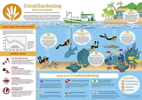 infographic,coral,environment,vector,diving,reef,coral gardening,Graphic De...