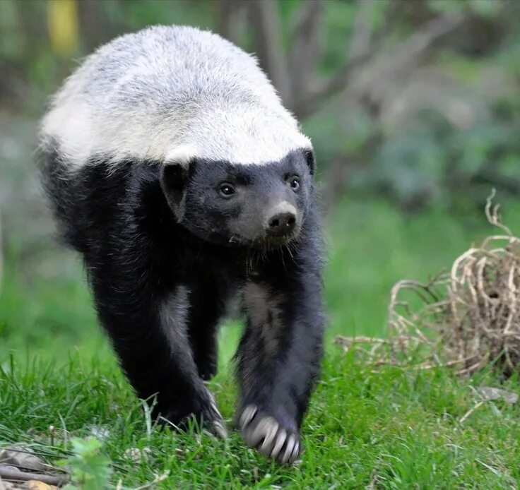 Opossum Amazing Animal Interesting Facts & Photos The Wildlife Opossum, Scary an