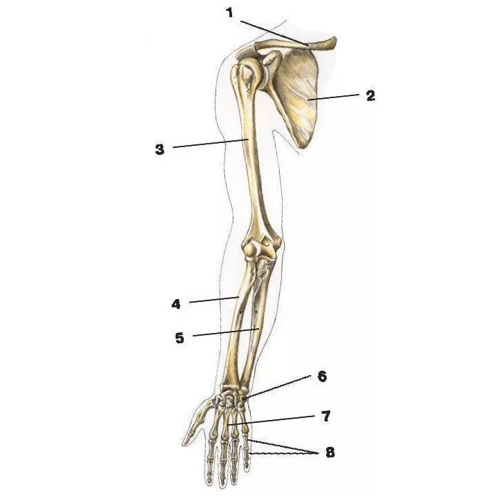 Строение конечностей рисунок. Строение скелета верхней конечности. Кости верхней конечности вид спереди. Строение пояса верхних конечностей анатомия. Скелет верхних конечностей пояс верхних конечностей.