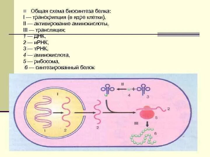 Последовательность транскрипции трансляции. Схема транскрипции синтеза белка. Транскрипция Биосинтез белка схема. Процесс биосинтеза белка схема. Общая схема биосинтеза белка схема.