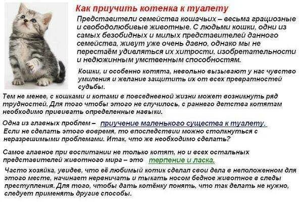 Через сколько можно заводить. Что нужно для котенка. для чего нужны котята. что можно котятам. что можно котятам и кошкам.