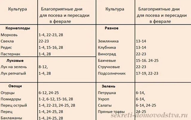 Благоприятные дни для посадки редиски. Благоприятные дни для посева моркови. Благоприятные дни для посадки свеклы. Удачные дни для посадки моркови.