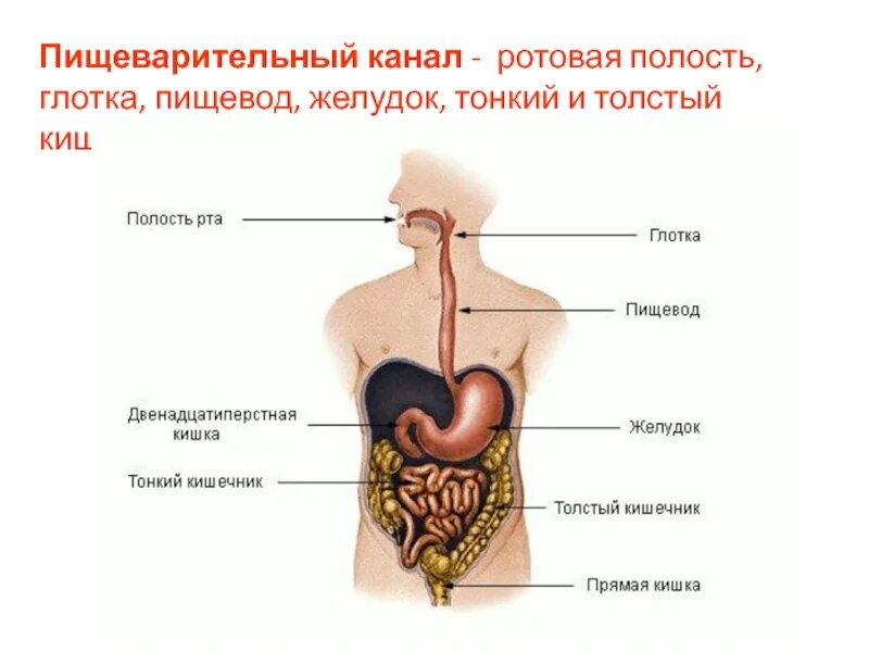 Последовательность поступления пищи в пищевод