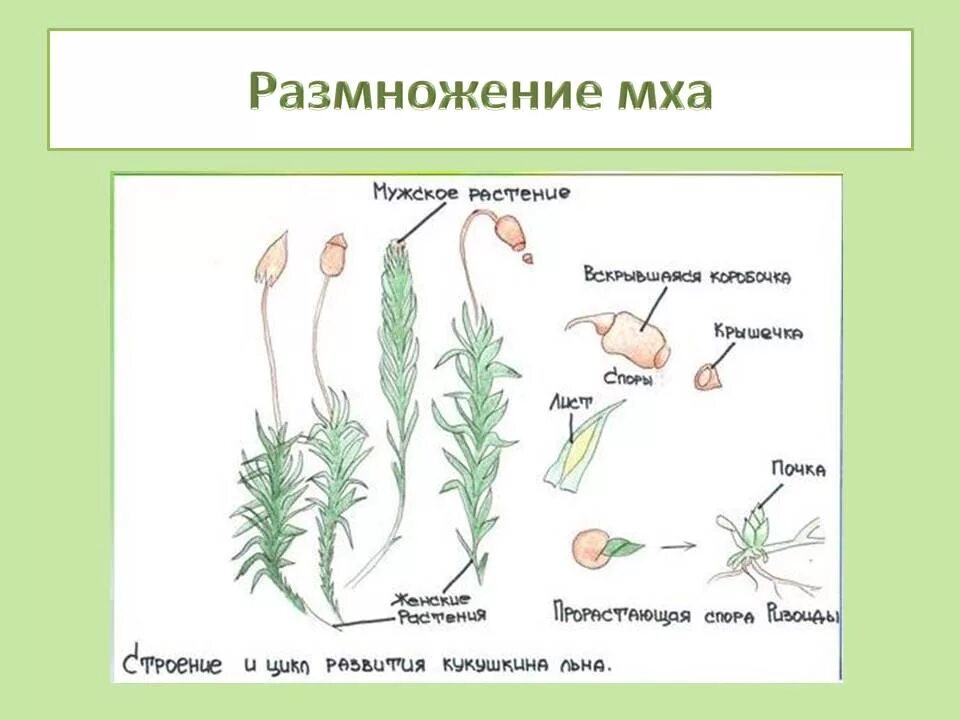 Схемы мох 1 класс. Размножение мха Кукушкин лен цикл развития. Цикл размножения кукушкиного льна. Кукушкин лен строение и размножение. Размножение мха Кукушкин лен.