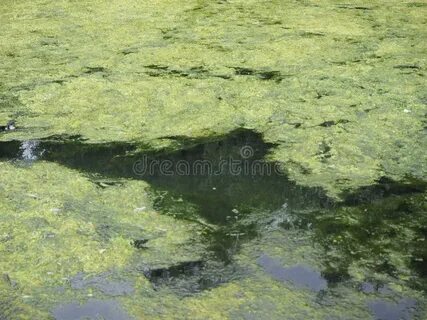 Водоросли плывущие по течению 12 букв