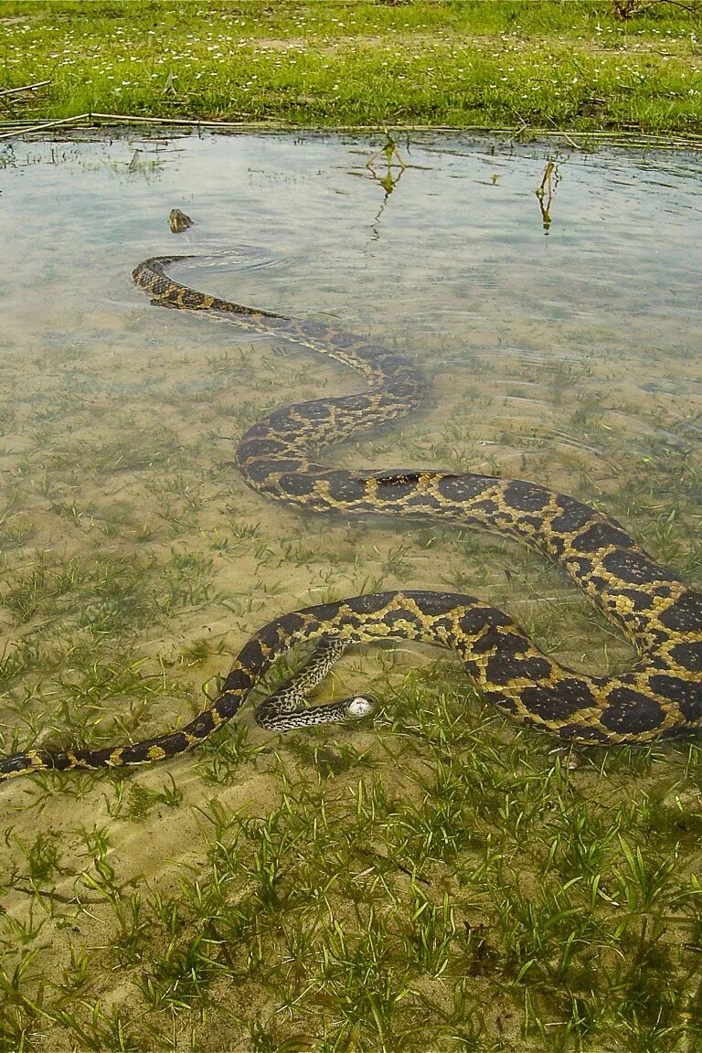 Анаконда змея. Водяной удав Анаконда. Река Амазонка змея Анаконда. Анаконда eunectes murinus.